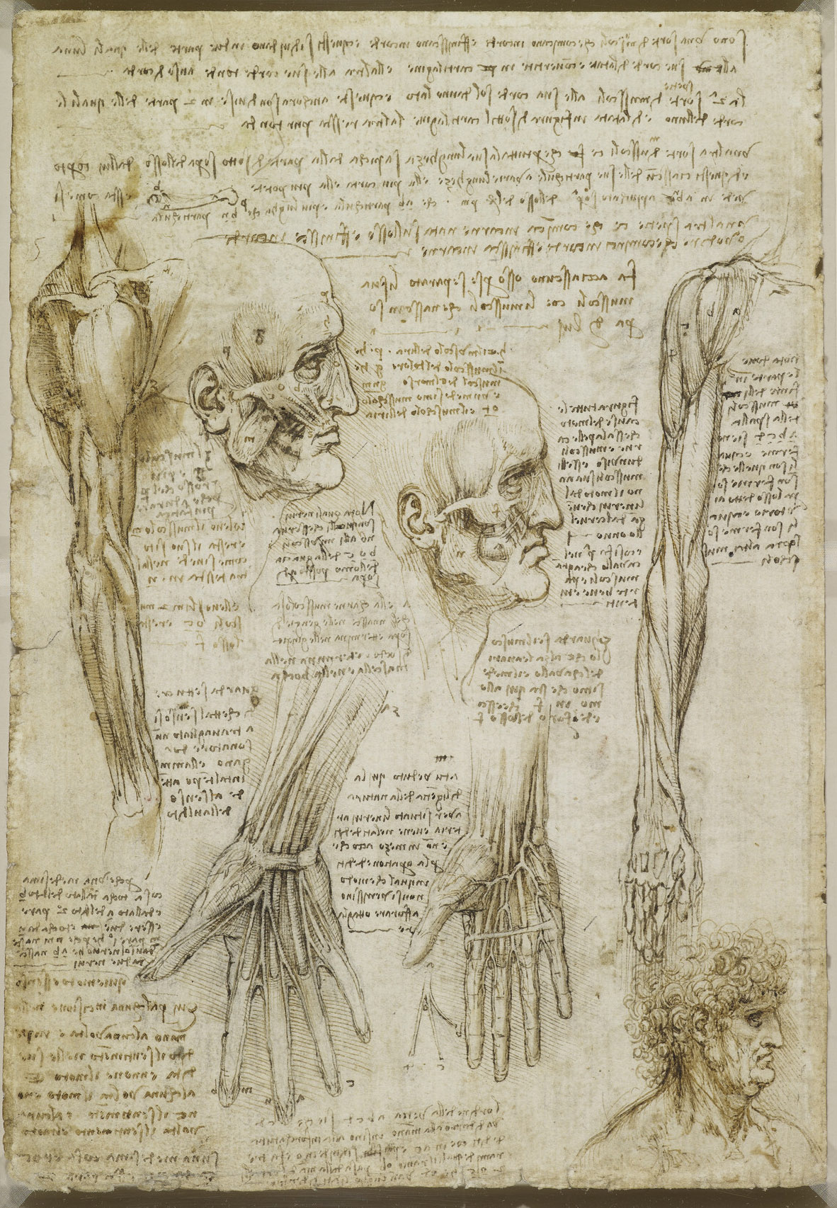Leonardo da Vinci e Tycho Brahe: Renascimento da Anatomia à Astronomia